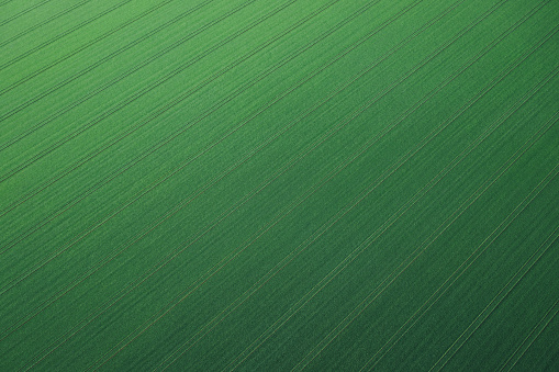 Aerial view on green wheat field in spring.