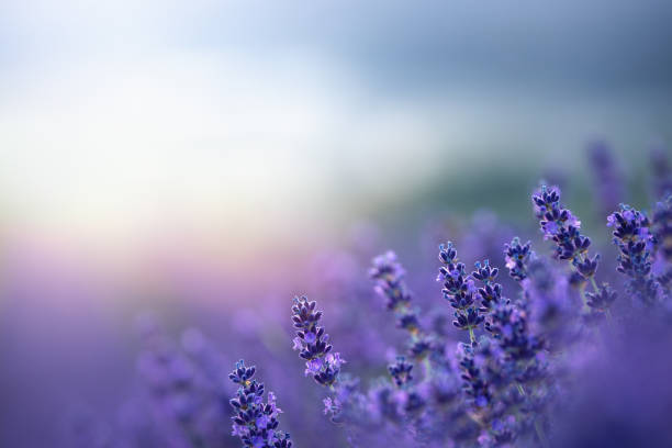 lavender at sunrise - veld fotos stockfoto's en -beelden
