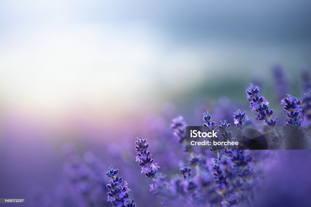 Lavender At Sunrise Lavender Field at summer sunrise. Flower Stock Photo