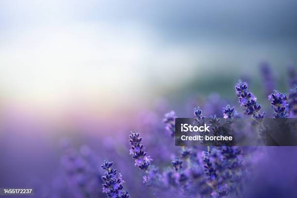 Lavender At Sunrise Stock Photo - Download Image Now - Flower, Backgrounds, Lavender - Plant