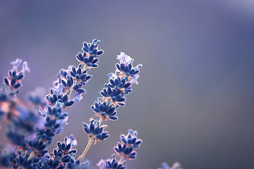 Lavender close-up