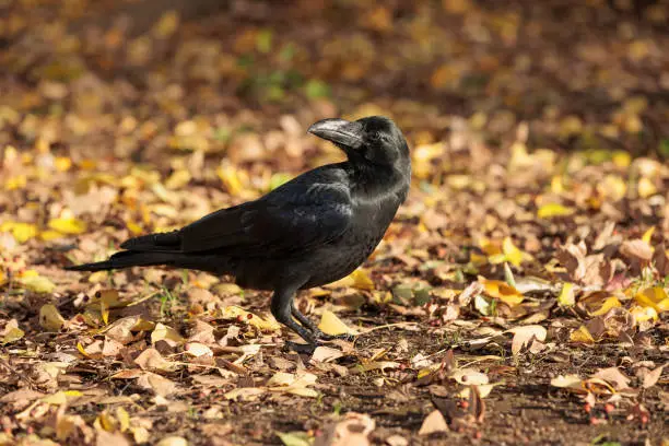 Crow turning around while walking on fallen gingko leaves
