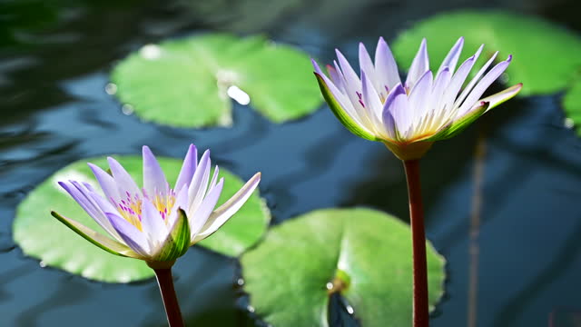 Light purple lotus flowers