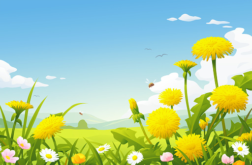 Beautiful spring or summer meadow with blooming Dandelions. Vector illustration with space for text.
