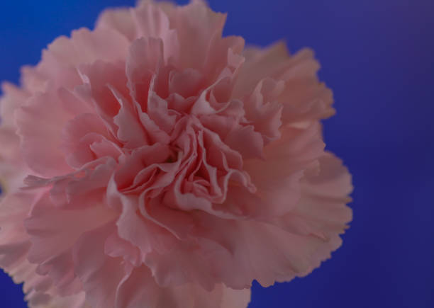 A pink Carnation stock photo