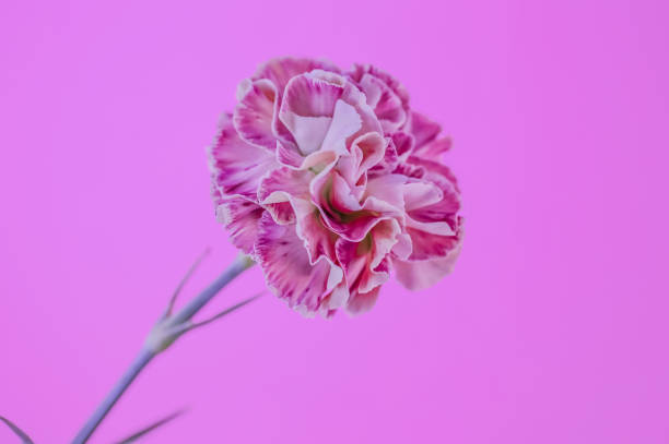 A pink variegated Carnation stock photo