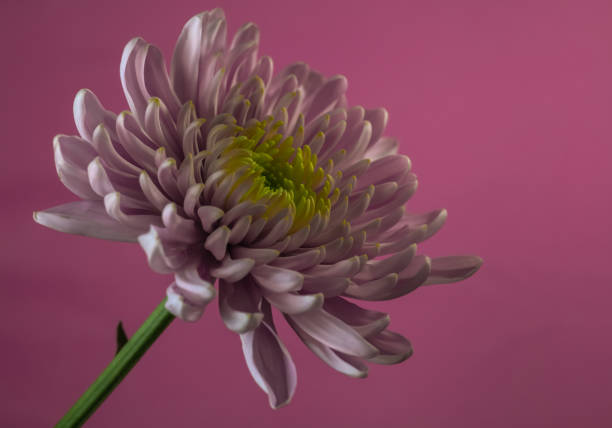 A pink Florist's Daisy stock photo