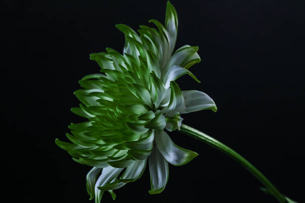 A green and white chrysanthemum . Flower head . Oblique view stock photo