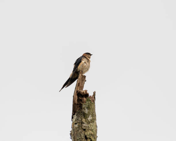Red-rumped swallow perched on a tree stump Rain soaked Red-rumped swallow (Cecropis daurica) sitting on a tree stump in the wild. red rumped swallow stock pictures, royalty-free photos & images
