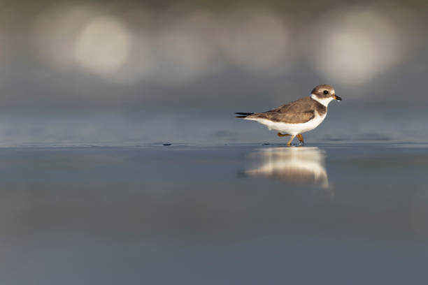 istock A semipalmated plover (Charadrius semipalmatus) foraging on a beach at sunset. 1455181652