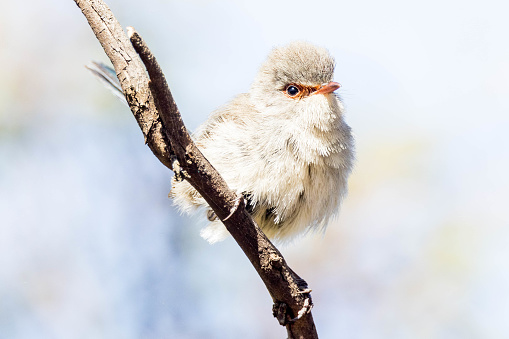 Attractive and tiny bush bird found in Western Australia.