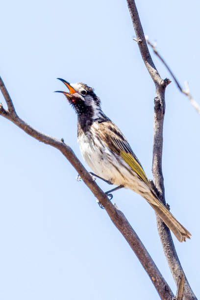 istock White-fronted Honeyeater - native bird of Australia 1455182808