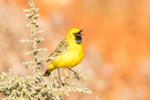 istock Orange Chat - native bird of Australia 1455182859