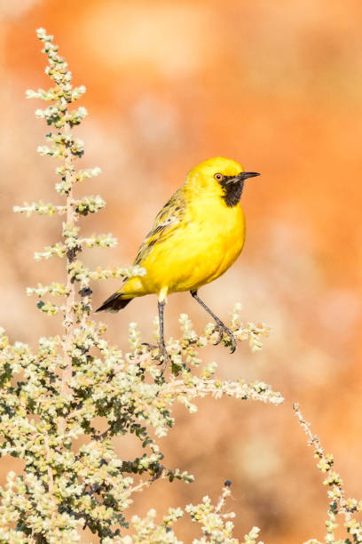 Orange Chat - native bird of Australia
