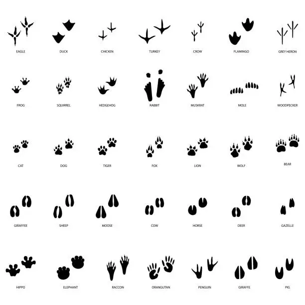 Vector illustration of different footprint traces. footprint step traces animals. Vector illustration.