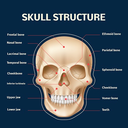 Human skull anatomy. Realistic head and face bones structure front view, 3d isolated skeleton part and names, educational frontal model with teeth, medical poster with text, utter vector concept