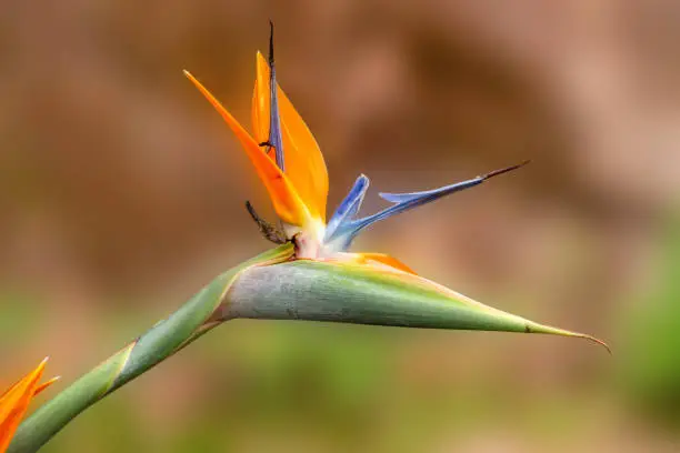 Strelitzia reginae, commonly known as the crane flower, bird of paradise, or isigude in Nguni, is a species of beautiful flowering plant indigenous to South Africa. Andasibe Madagascar