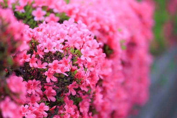 istock Azaleas in full bloom 
