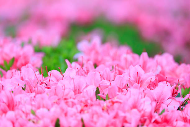 wild flower