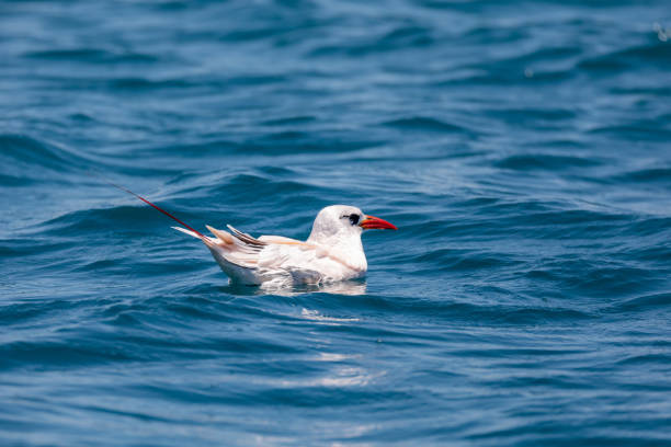 The red-tailed tropicbird, Phaethon rubricauda, Nosy Ve. Madagascar wildlife The red-tailed tropicbird (Phaethon rubricauda) swim in sea. Seabird native to tropical parts of Indian and Pacific Oceans. Bird floating on Indian ocean Island Nosy Ve. Madagascar wildlife animal. red tailed tropicbird stock pictures, royalty-free photos & images