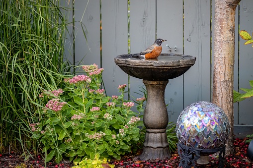 Robin having a wash in a little water dish attached to a garden bird feeder