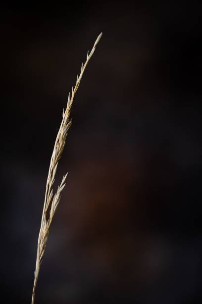istock Closeup of growing Secale in blurred background 1455189540
