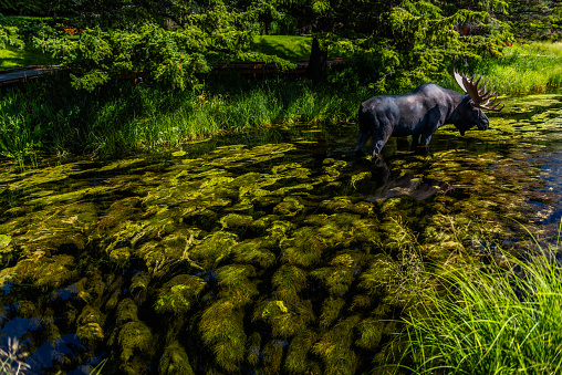 A moose sculpture in a pond in Jackson, Wyoming, USA