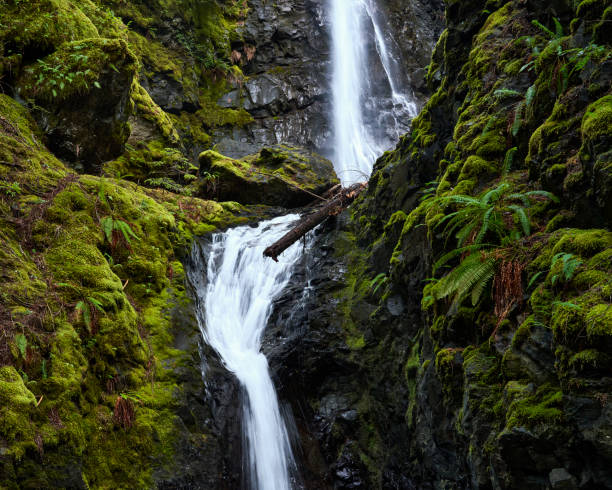 a waterfall cascading down the steep black cliff amongst the  vivid green moss and ferns - rainforest fern beauty running imagens e fotografias de stock