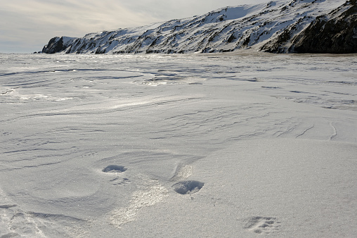Polar bear tracks on snow at Qikiqtaruk Herschel Island Yukon territorial park North Coast. Canadian Beaufort Sea in late winter