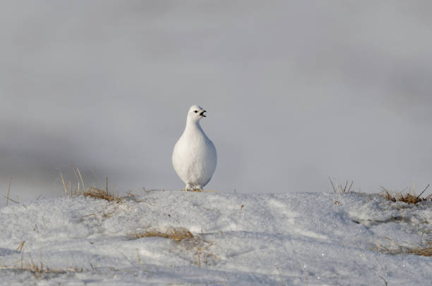 istock Calling ptarmigan in late winter 1455194279