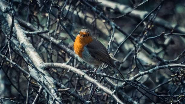 istock Cute European Robin on a tree branch 1455194427