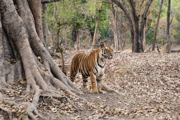 istock A wild tiger standing in the forest in India 1455194441