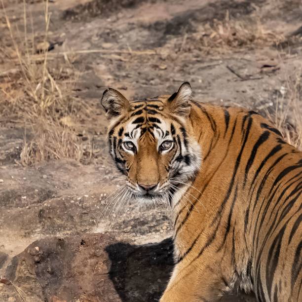 istock A wild tiger in India, close portrait 1455194499