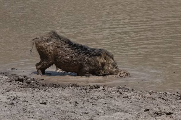 istock India, wild boar  in the mud 1455194513