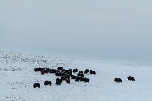 Musk ox herd feeding on Herschel Island, on canadian Beaufort Sea in the Yukon with the Arctic Ocean in the background