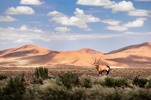 An Oryx on the way to Sossusvlei in Namibia.