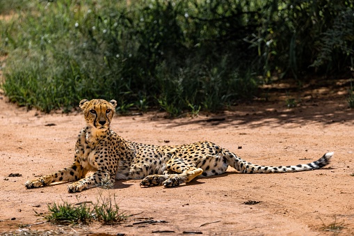 A closeup portrait of a South African cheetah lying against green plants, looking straight forward