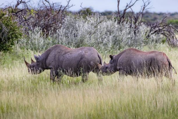 крупный план двух белых носорогов, гуляющих в зеленых растениях в солнечный день - rhinoceros savannah outdoors animals in the wild стоковые фото и изображения