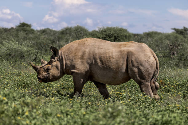 zbliżenie białego nosorożca spacerującego wśród zielonych roślin w słoneczny dzień - rhinoceros savannah outdoors animals in the wild zdjęcia i obrazy z banku zdjęć