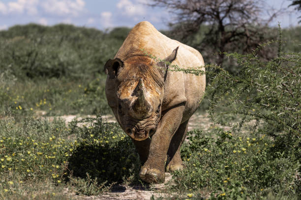 zbliżenie portretu białego nosorożca spacerującego wśród zielonych roślin w słoneczny dzień - rhinoceros savannah outdoors animals in the wild zdjęcia i obrazy z banku zdjęć