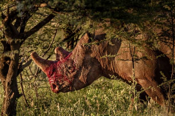 zbliżenie białego nosorożca z krwawym rogiem stojącego w zielonych roślinach w słoneczny dzień - rhinoceros savannah outdoors animals in the wild zdjęcia i obrazy z banku zdjęć