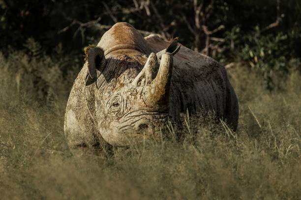 zbliżenie portretu białego nosorożca spacerującego wśród zielonych roślin w słoneczny dzień - rhinoceros savannah outdoors animals in the wild zdjęcia i obrazy z banku zdjęć