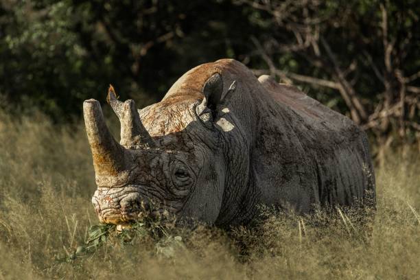 крупный план белого носорога, стоящего в зеленых растениях в солнечный день - rhinoceros savannah outdoors animals in the wild стоковые фото и изображения