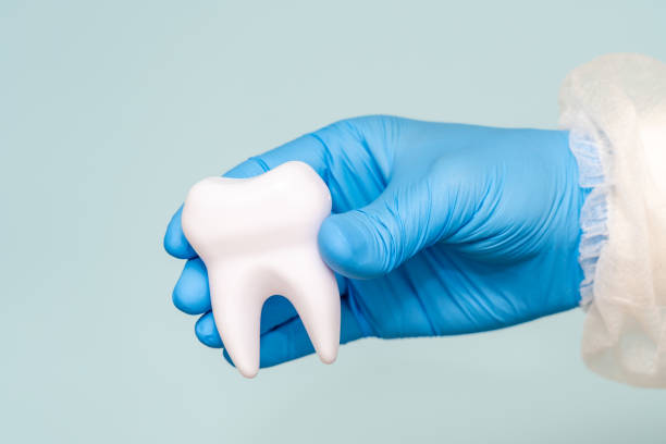 istock Doctors hand holding a model of tooth. Dentist 1455195159