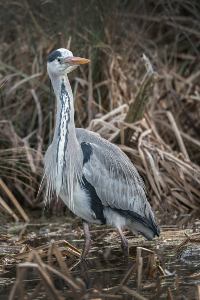 istock Heron in the reeds 1455195368
