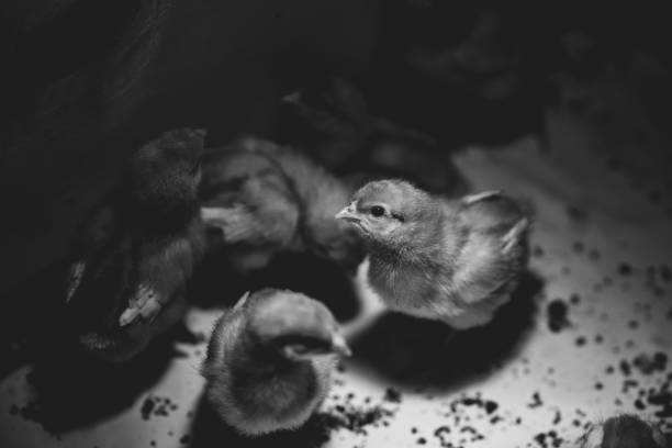 istock Grayscale closeup of adorable chicks 1455195566