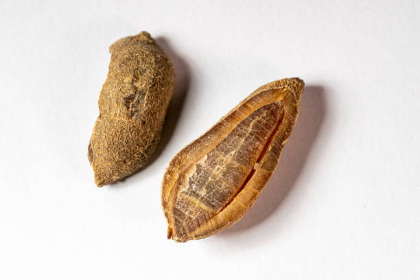 istock chinese medicine radix curcumae on white background studio shot 1455196757