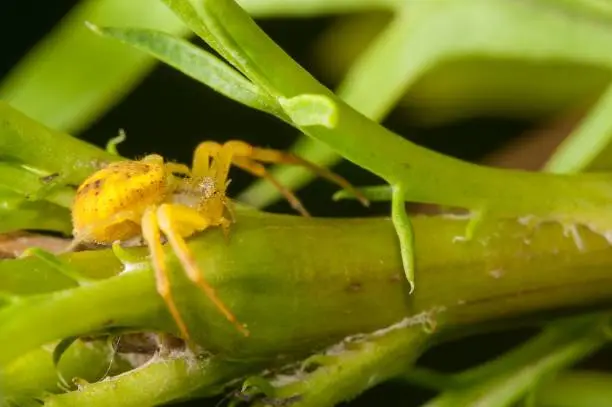 Photo of Closeup of a crab spider (Thomisidae) resting on a green straw