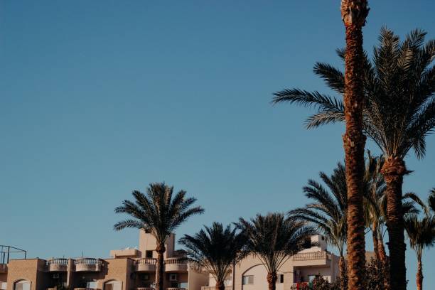 istock Beautiful view of a resort surrounded by palm trees 1455197015