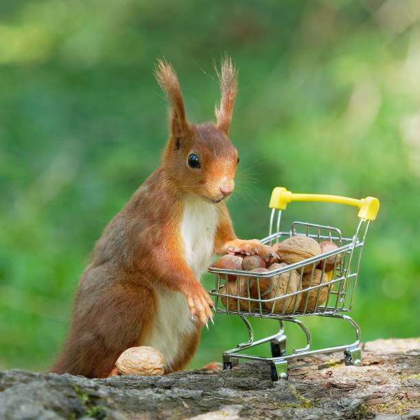 istock Closeup shot of a squirrel 1455197320